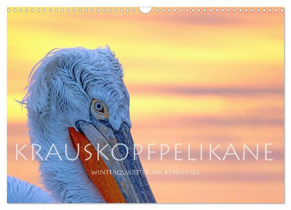 Krauskopfpelikane (Wandkalender 2026 DIN A3 quer), CALVENDO Monatskalender