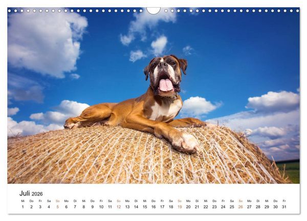 Produktbild: Deutscher Boxer (Wandkalender 2026 DIN A3 quer), CALVENDO Monatskalender