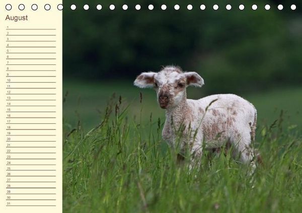 Produktbild: Der wollige Geburtstagskalender (Tischkalender immerw&auml;hrend DIN A5 quer)
