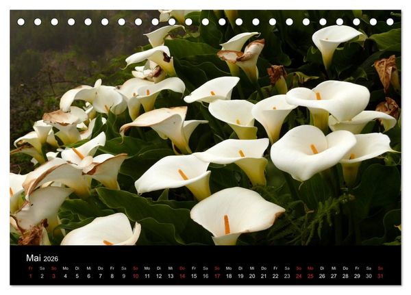 Produktbild: Madeira 2026 (Tischkalender 2026 DIN A5 quer), CALVENDO Monatskalender