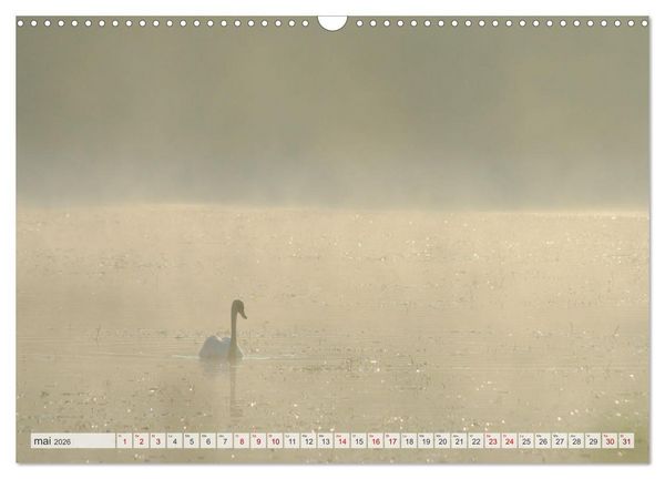 Produktbild: Oiseaux libres et sauvages (Calendrier mural 2026 DIN A3 vertical), CALVENDO calendrier mensuel