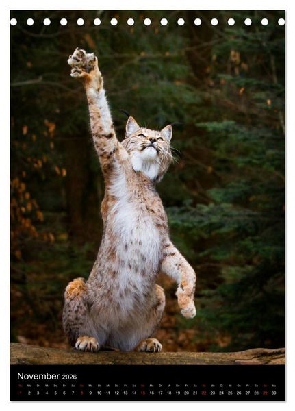 Produktbild: Der Luchs - Europas gr&ouml;&szlig;te Samtpfote (Tischkalender 2026 DIN A5 hoch), CALVENDO Monatskalender
