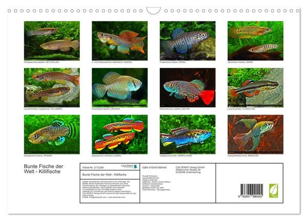 Produktbild: Bunte Fische der Welt - Killifische (Wandkalender 2026 DIN A3 quer), CALVENDO Monatskalender