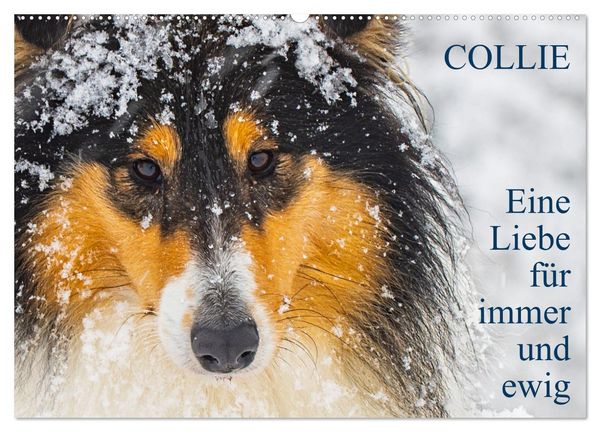Produktbild: Collies - Eine Liebe f&uuml;r immer und ewig (Wandkalender 2026 DIN A2 quer), CALVENDO Monatskalender