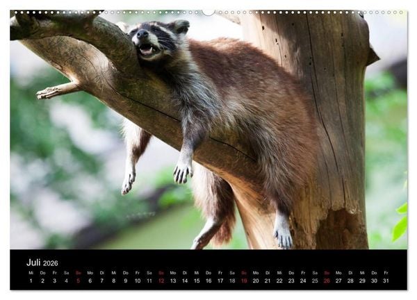 Produktbild: Tierkalender 2026 (hochwertiger Premium Wandkalender 2026 DIN A2 quer), Kunstdruck in Hochglanz