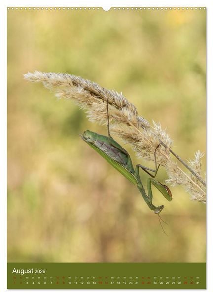Produktbild: Die Gottesanbeterin. R&auml;uber der Insektenwelt. (hochwertiger Premium Wandkalender 2026 DIN A2 hoch), Kunstdruck in Hochglanz