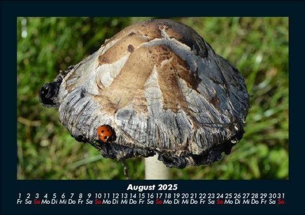 Produktbild: Pilzkalender 2025 Fotokalender DIN A5