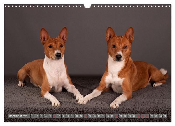 Produktbild: Der Basenji (Wandkalender 2026 DIN A3 quer), CALVENDO Monatskalender