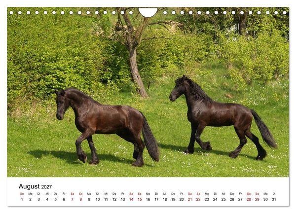 Produktbild: Friesen - Kraft und Eleganz (Wandkalender 2027 DIN A4 quer), CALVENDO Monatskalender