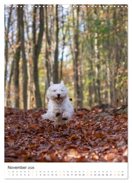 Produktbild: Der Westie - Portrait eines West Highland White Terriers (Wandkalender 2026 DIN A3 hoch), CALVENDO Monatskalender