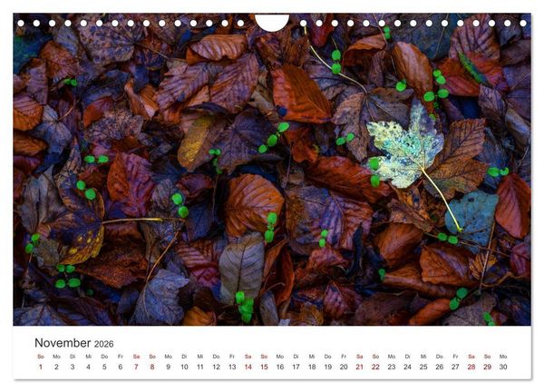 Produktbild: B&auml;ume - Gelebtes Leben (Wandkalender 2026 DIN A4 quer), CALVENDO Monatskalender
