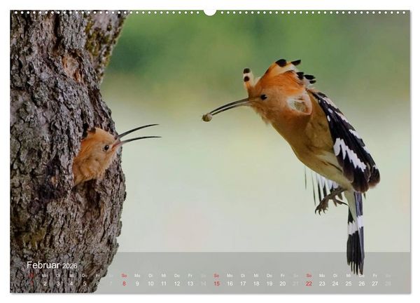 Produktbild: Wiedehopf (Wandkalender 2026 DIN A2 quer), CALVENDO Monatskalender
