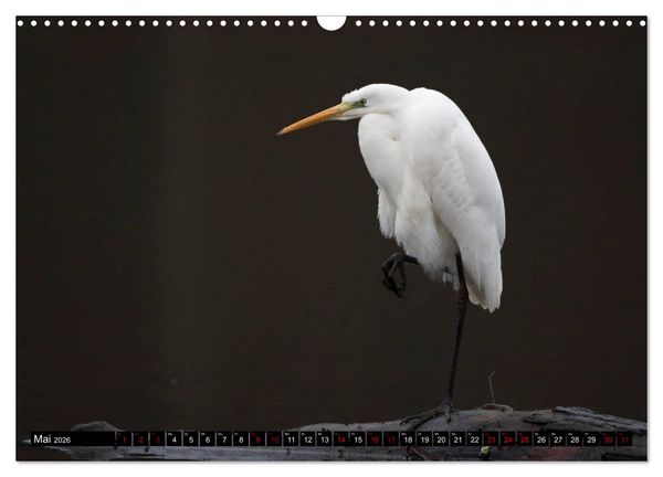 Produktbild: Eleganz in Wei&szlig; - Der Silberreiher (Wandkalender 2026 DIN A3 quer), CALVENDO Monatskalender