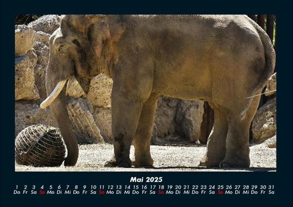Produktbild: Elefanten - Die sanften Riesen Afrikas 2025 Fotokalender DIN A4