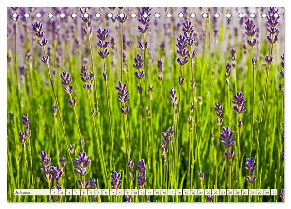Produktbild: Mediterrane Flora - Pflanzen des S&uuml;dens (Tischkalender 2026 DIN A5 quer), CALVENDO Monatskalender