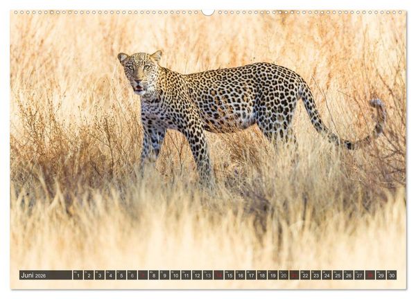 Produktbild: Kenia 2026 (hochwertiger Premium Wandkalender 2026 DIN A2 quer), Kunstdruck in Hochglanz