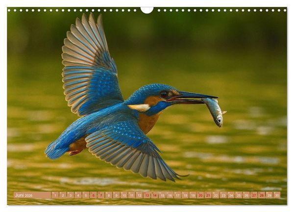 Produktbild: Eisvogeltr&auml;ume am Wasser (Wandkalender 2026 DIN A3 quer), CALVENDO Monatskalender