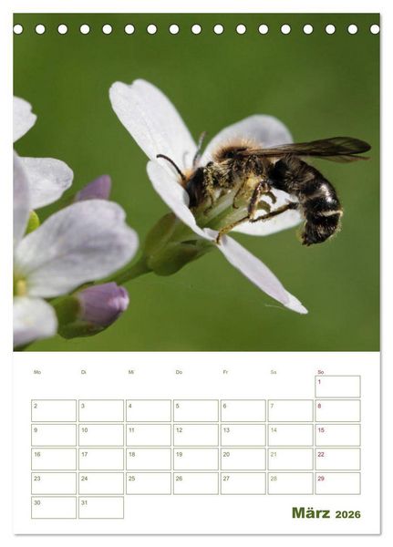 Produktbild: Wildbienen-Terminplaner 2026 (Tischkalender 2026 DIN A5 hoch), CALVENDO Monatskalender