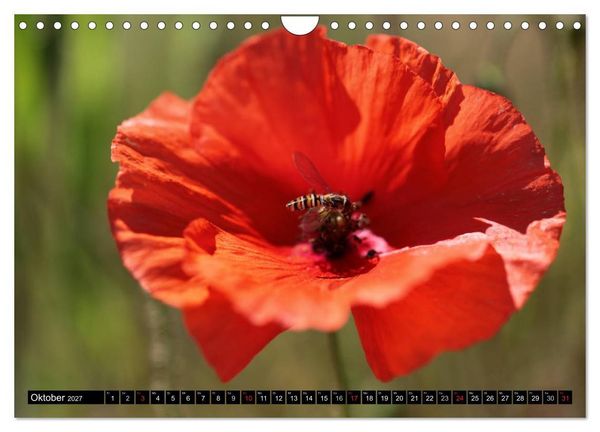 Produktbild: Mohnblumen (Wandkalender 2027 DIN A4 quer), CALVENDO Monatskalender