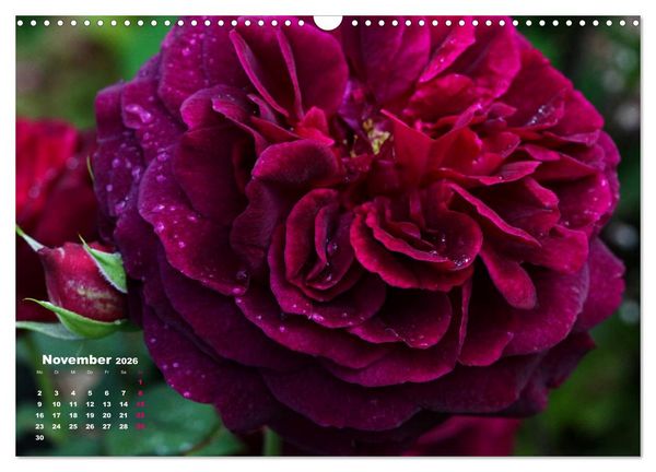 Produktbild: Zauberhafter Rosenreigen (Wandkalender 2026 DIN A3 quer), CALVENDO Monatskalender