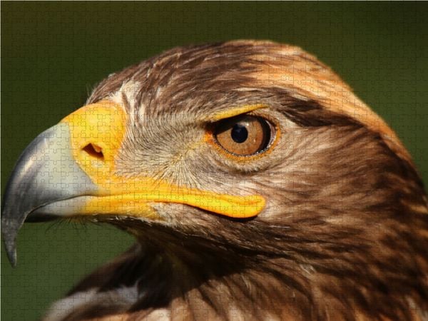 Produktbild: CALVENDO Puzzle Steinadler 1000 Teile Lege-Gr&ouml;&szlig;e 64 x 48 cm Foto-Puzzle Bild von Dirk Stamm