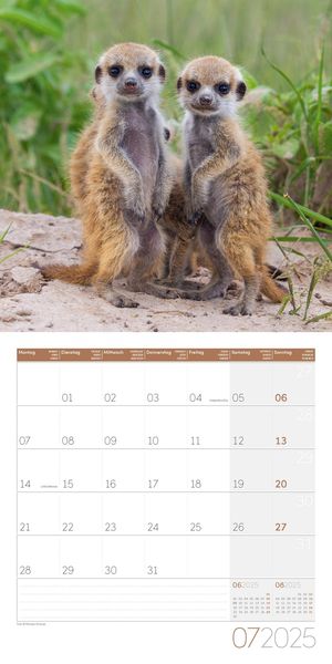 Erdmännchen Kalender 2025 - 30x30 - Ackermann | Thalia