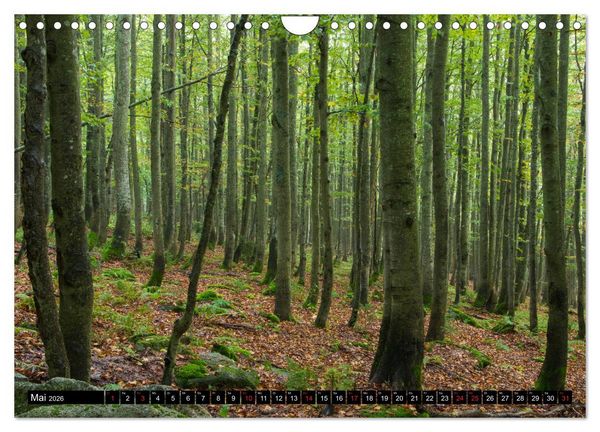 Produktbild: Zauberwelt Wald (Wandkalender 2026 DIN A4 quer), CALVENDO Monatskalender