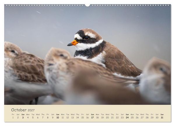 Produktbild: Wild encounters &ndash; Moments in the heart of nature (High Quality Premium Wall Calendar 2027 DIN A2 landscape),CALVENDO 12 Month Wall Calendar