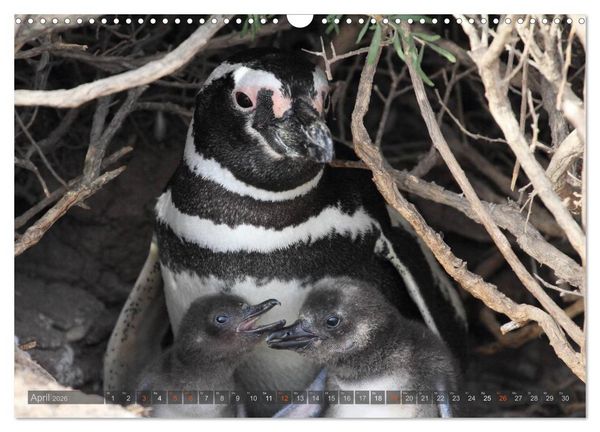 Produktbild: Pinguine in Patagonien (Wandkalender 2026 DIN A3 quer), CALVENDO Monatskalender