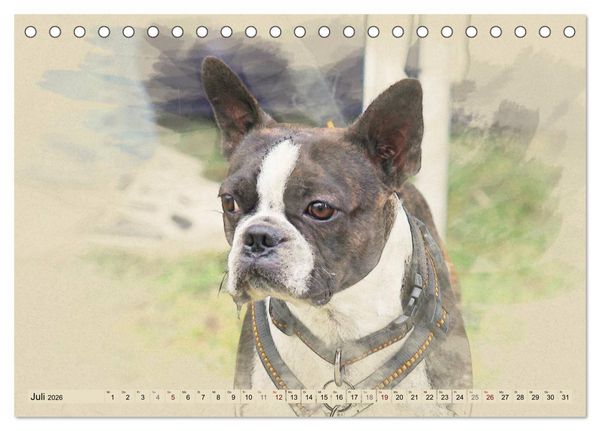 Produktbild: Franz&ouml;sische Bulldoggen 2026 (Tischkalender 2026 DIN A5 quer), CALVENDO Monatskalender