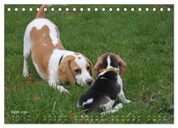 Produktbild: Beagle (Tischkalender 2026 DIN A5 quer), CALVENDO Monatskalender