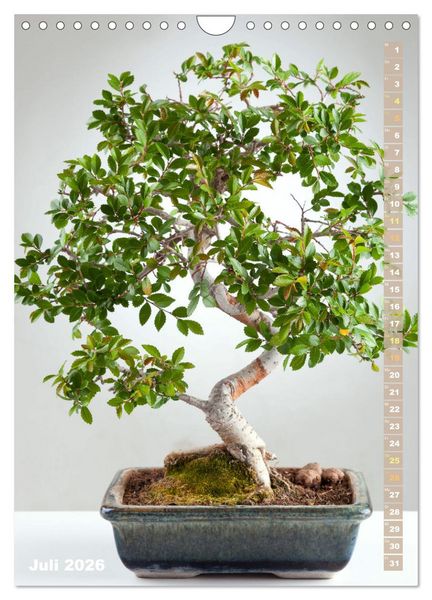 Produktbild: Bonsai: Gartenkunst im Kleinen (Wandkalender 2026 DIN A4 hoch), CALVENDO Monatskalender
