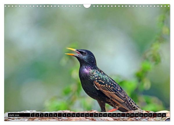 Produktbild: Der Star (Wandkalender 2026 DIN A3 quer), CALVENDO Monatskalender