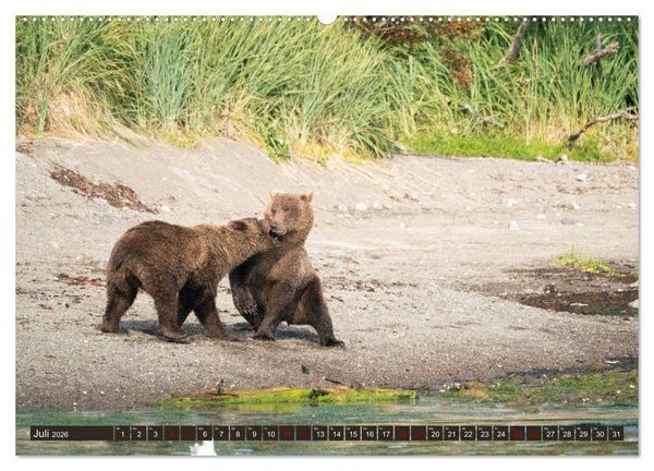 Produktbild: Grizzlyb&auml;ren im Katmai Nationalpark Alaska (Wandkalender 2026 DIN A2 quer), CALVENDO Monatskalender