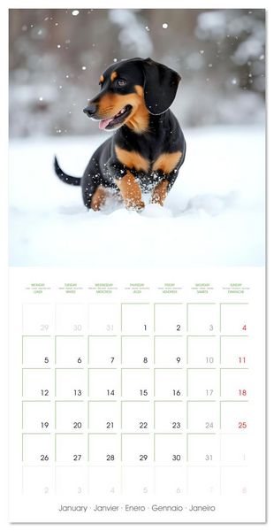 Produktbild: Dachshunds - lovely little dogs (Wall Calendar 2026 12 &times; 12 Inch) CALVENDO 12 Month Wall Calendar