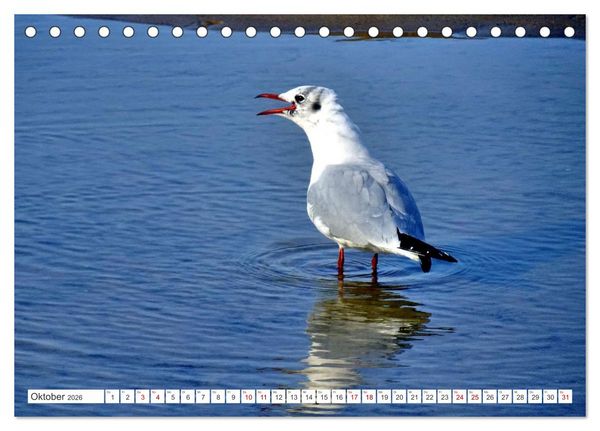 Produktbild: Lachm&ouml;wen an der Ostsee (Tischkalender 2026 DIN A5 quer), CALVENDO Monatskalender