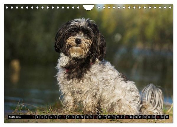 Produktbild: Havaneser - Herz auf 4 Pfoten (Wandkalender 2026 DIN A4 quer), CALVENDO Monatskalender