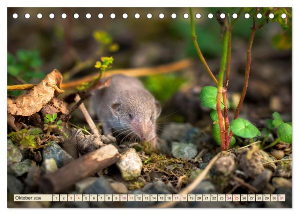 Produktbild: Kleiner Nager - Maus (Tischkalender 2026 DIN A5 quer), CALVENDO Monatskalender