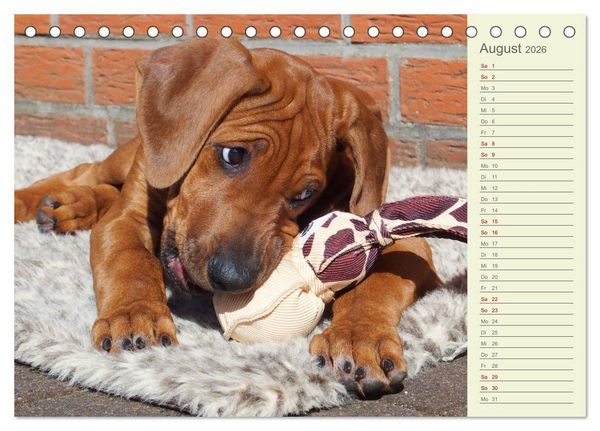 Produktbild: Rhodesian Ridgeback - Jung, wild, zuckers&uuml;&szlig; (Tischkalender 2026 DIN A5 quer), CALVENDO Monatskalender