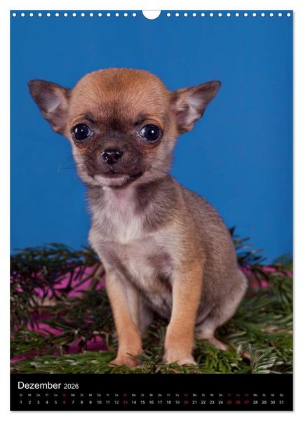 Produktbild: Chihuahua Welpen (Wandkalender 2026 DIN A3 hoch), CALVENDO Monatskalender