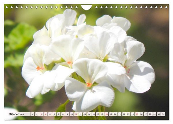Produktbild: Pelargonien. Die Klassiker unter den Bl&uuml;hwundern (Wandkalender 2026 DIN A4 quer), CALVENDO Monatskalender