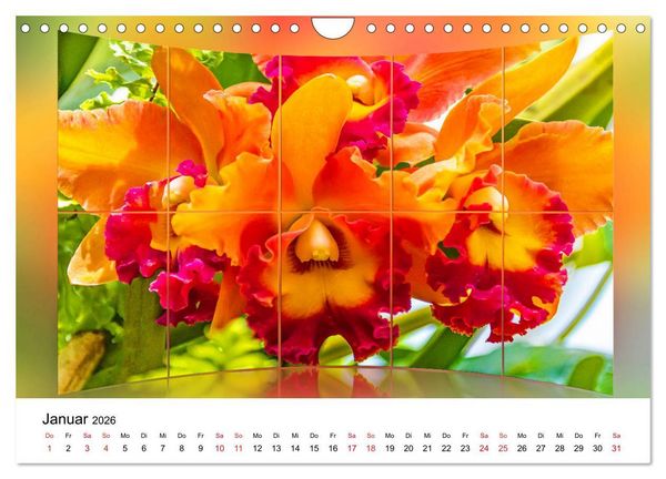 Produktbild: Orchideen Bildergalerie (Wandkalender 2026 DIN A4 quer), CALVENDO Monatskalender