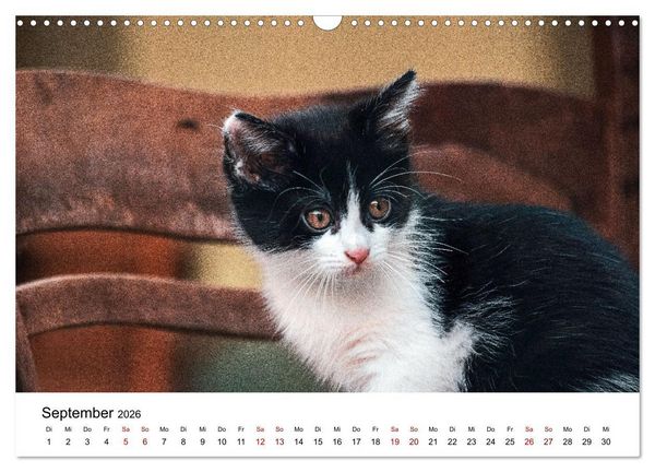 Produktbild: Katzenbabys (Wandkalender 2026 DIN A3 quer), CALVENDO Monatskalender