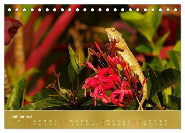 Produktbild: Agamen - Echsen aus der Urzeit (Tischkalender 2026 DIN A5 quer), CALVENDO Monatskalender