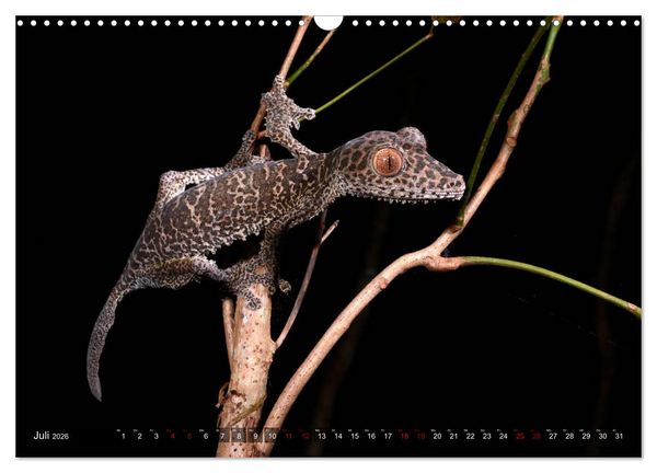 Produktbild: Reptilien auf Madagaskar (Wandkalender 2026 DIN A3 quer), CALVENDO Monatskalender