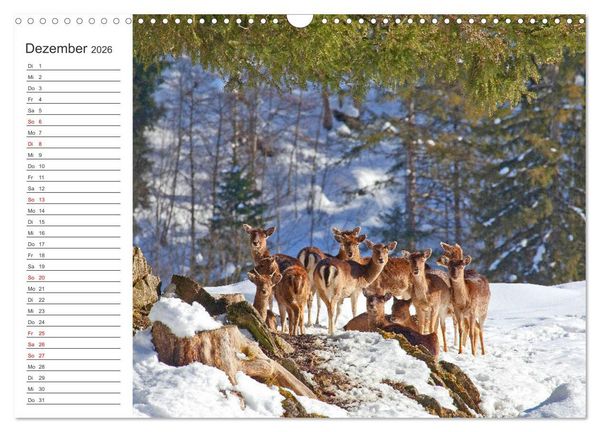 Produktbild: Wir sind die Stars im Wald (Wandkalender 2026 DIN A3 quer), CALVENDO Monatskalender