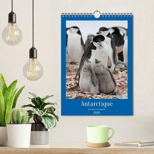 Produktbild: Antarctique des oiseaux de l&eacute;gende (Calendrier mural 2026 DIN A4 horizontal), CALVENDO calendrier mensuel