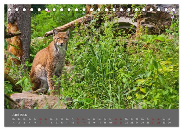 Produktbild: Der Luchs - Hochbeinig, Pinselohren, Backenbart (Tischkalender 2026 DIN A5 quer), CALVENDO Monatskalender