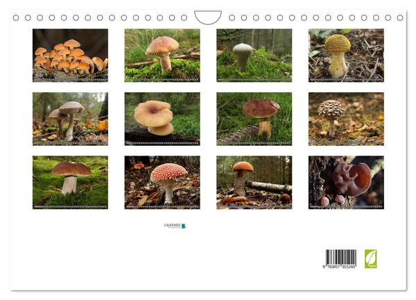 Produktbild: PILZE IM WALD (Wandkalender 2026 DIN A4 quer), CALVENDO Monatskalender