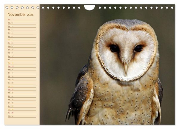 Produktbild: Eulen (Wandkalender 2026 DIN A4 quer), CALVENDO Monatskalender